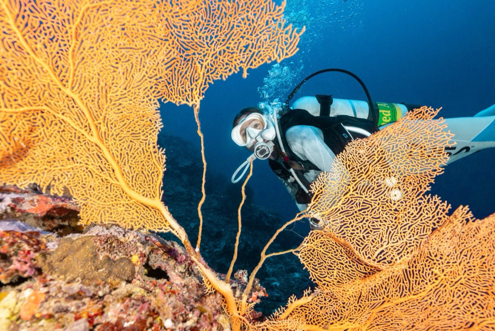 A diver beside a large orange gorgonian sea fan on a coral wall.